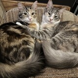 Entry image for Gabby & Pippin