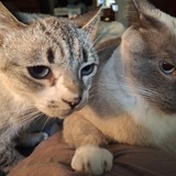 Entry image for Lily & Blue