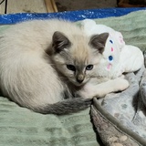 Entry image for Shiz