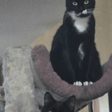 Entry image for Everest & Ferdinand