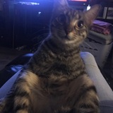 Entry image for Oxxo