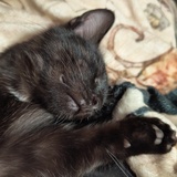 Entry image for Elphaba