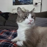 Entry image for Walker