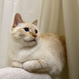 Entry image for Angel