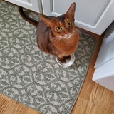 Entry image for Seth