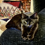 Entry image for Morticia