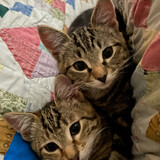 Entry image for Nebula & Gamora