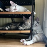 Entry image for Pearl, Pepper, & Otis