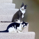 Entry image for Bonnie & Clyde