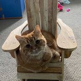 Entry image for Pumpkin