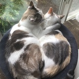 Entry image for Otis & Pearl