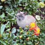 Entry image for Lily