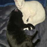 Entry image for Ferdinand & Isabella