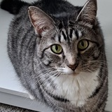 Entry image for Prince Edward L Scissorpaws I 