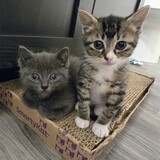 Entry image for Douglas & Juniper