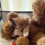 Entry image for Gilligan