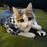 Entry image for Polly