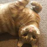 Entry image for Ollie