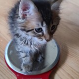 Entry image for Foster Kitty 