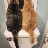 Entry image for Frodo & Mittens