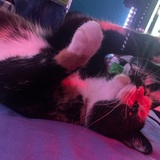 Entry image for Cali Bebes