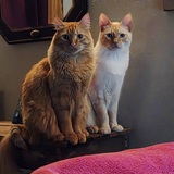 Entry image for Chuck Norris & Bruce Lee