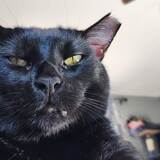 Entry image for Midnight