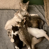 Entry image for Remi & Kittens