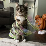 Entry image for Hazel