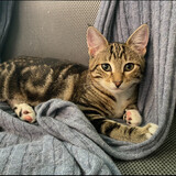 Entry image for Nebula