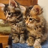 Entry image for Gwendolyn & Amelia 