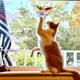 Entry image for Scottie