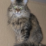 Entry image for Gwendolyn