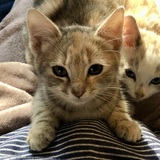 Entry image for Pepper & Otis