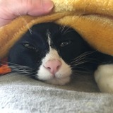 Entry image for Dino