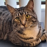 Entry image for Prince Edward L Scissorpaws I 