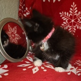 Entry image for Elizabeth Taylor