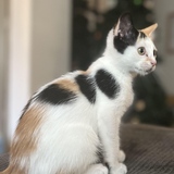 Entry image for Foster Kitty 