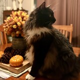 Entry image for Sir Andrew McFluffin