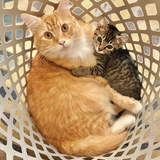 Entry image for Mikey & Nemo