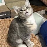 Entry image for StanLee