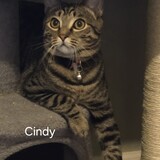 Entry image for Cindy 