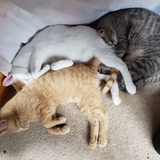 Entry image for Gizmo, JazzPurr, & Ziggy