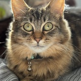 Entry image for Princess Grace