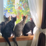 Entry image for Foster Kitties 