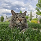 Entry image for Lord Andrè Cornelious Beefsteak