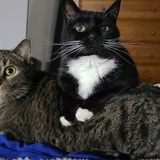 Entry image for Niko & Luna