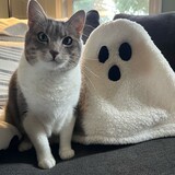 Entry image for Murry