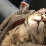 Entry image for Layla