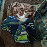 Entry image for Phineas